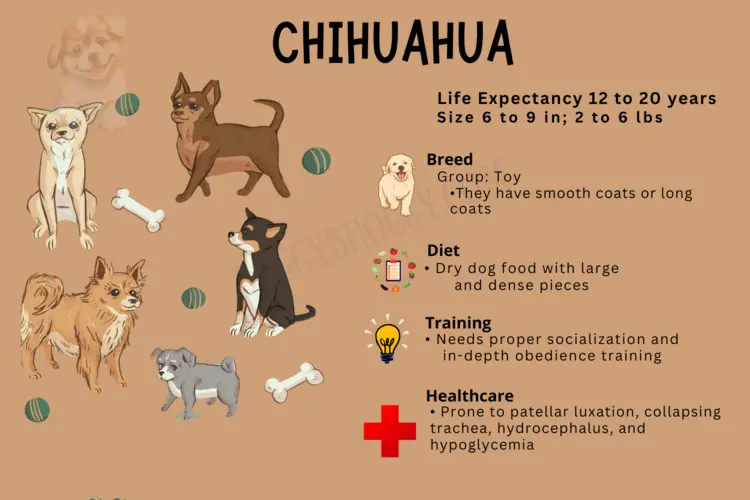 How Much Exercise A Chihuahua Need