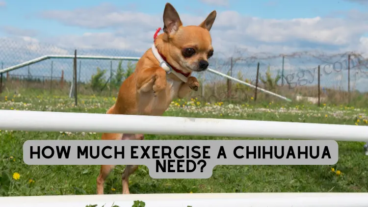 How Much Exercise A Chihuahua Need