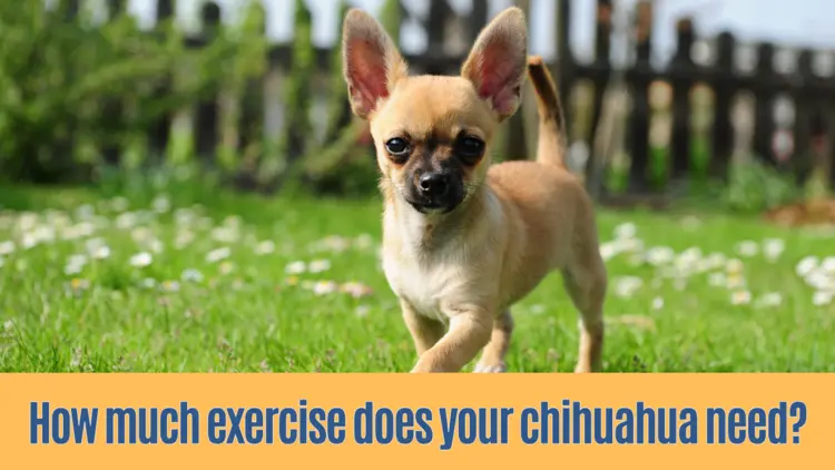 How Much Exercise A Chihuahua Need?