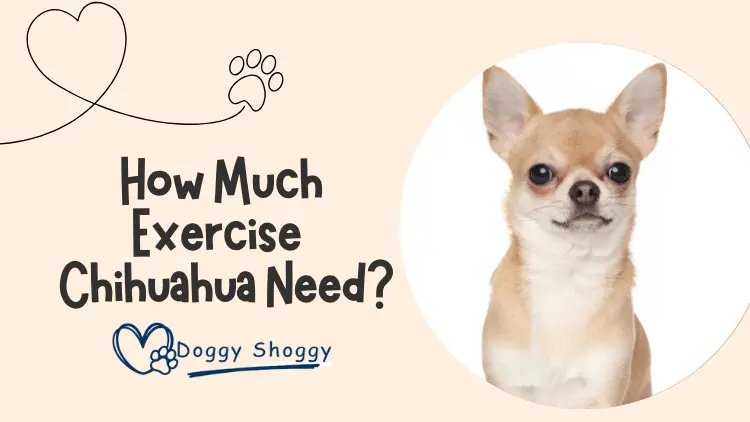 How Much Exercise A Chihuahua Need