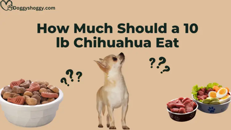 How Much Should a 10 lb Chihuahua Eat