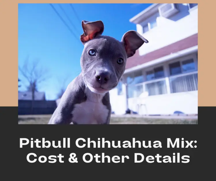 How much does a Pitbull Chihuahua Mix puppy cost?