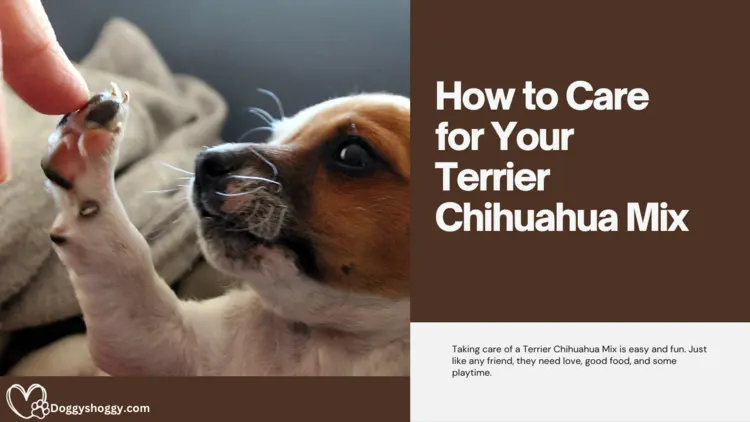 How to Care for a Terrier Chihuahua Mix?