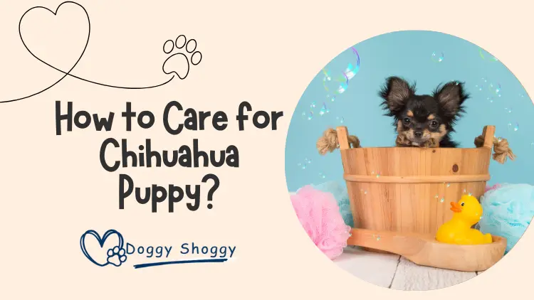 How to Care for a Chihuahua Puppy