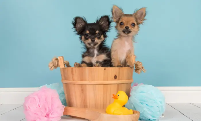 How to Care for a Chihuahua Puppy?