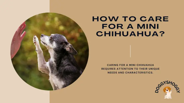 How to Care for a Mini Chihuahua?