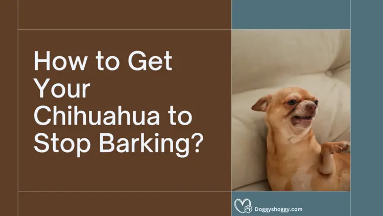 How Do You Get a Chihuahua to Stop Barking?