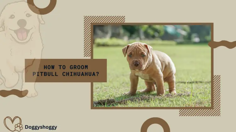 How to Groom Pitbull Chihuahua?