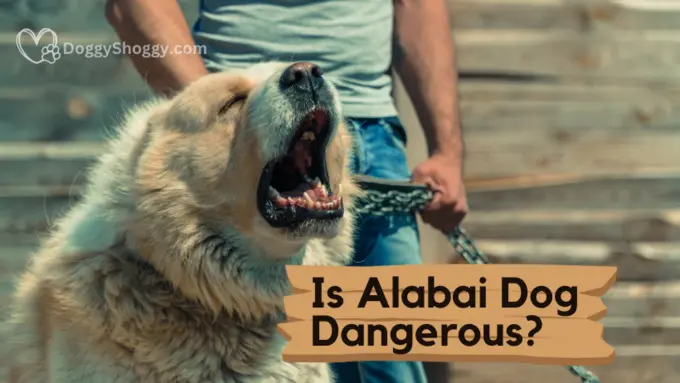 Is Alabai Dog Dangerous?