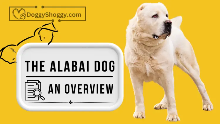 Is Alabai Dog Dangerous