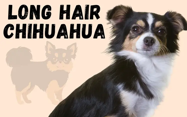 LONG HAIRED CHIHUAHUA