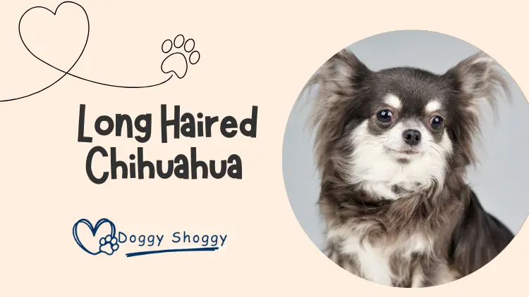 Long Haired Chihuahua