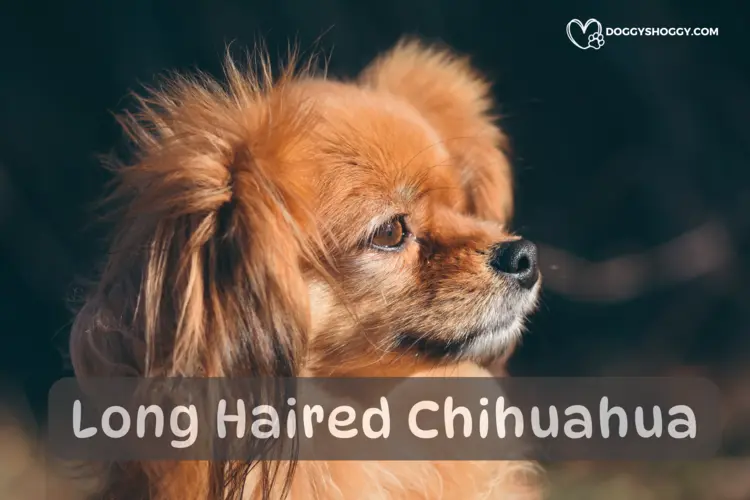 Long Haired Chihuahua (Long Coat) Dog Breed Information