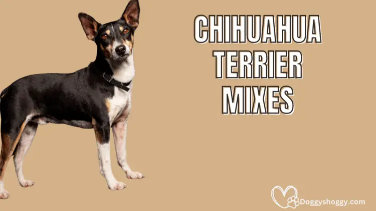 Chihuahua Terrier Mix | Images & History