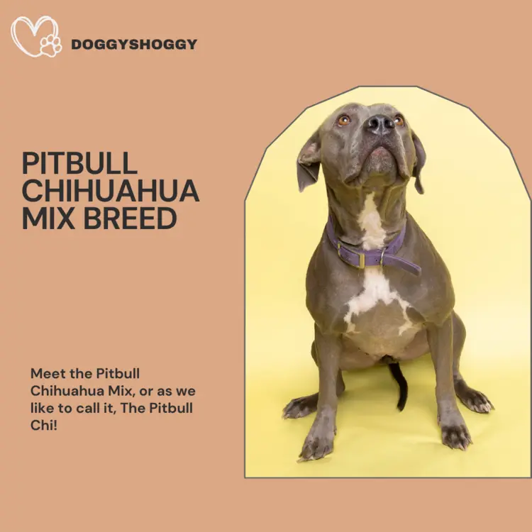 Pitbull Chihuahua Mix | History & Facts