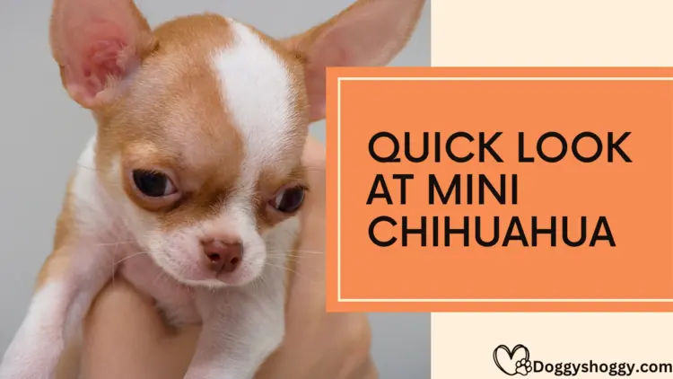 Quick Look at Mini Chihuahua