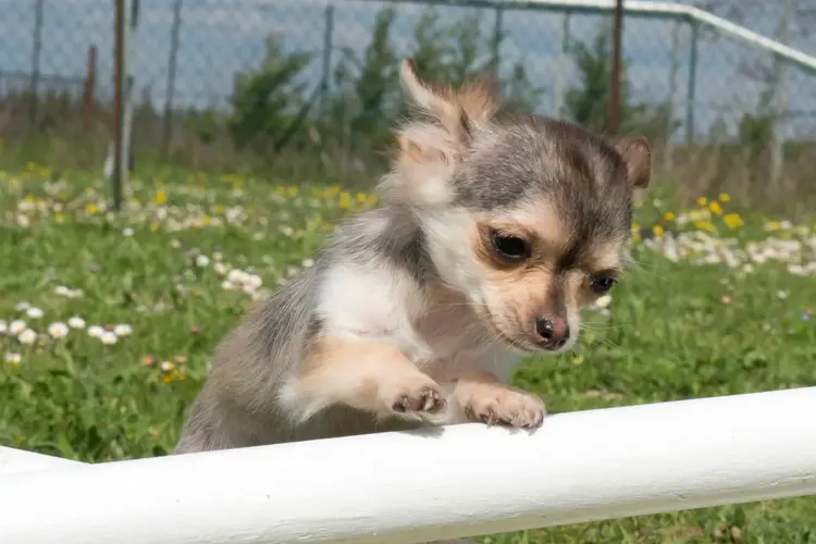 SHORT HAIRED CHIHUAHUA