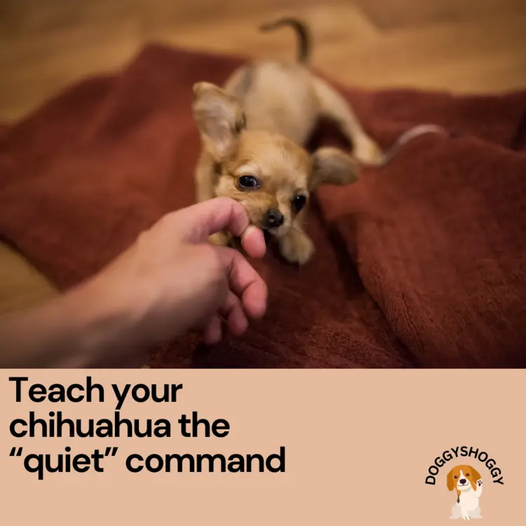 Teach Your Chihuahua the “Quiet” Command