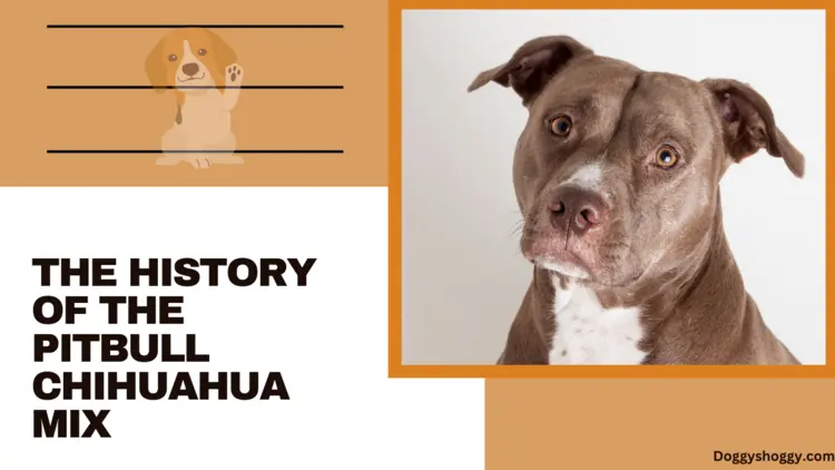 The History of the Pitbull Chihuahua Mix