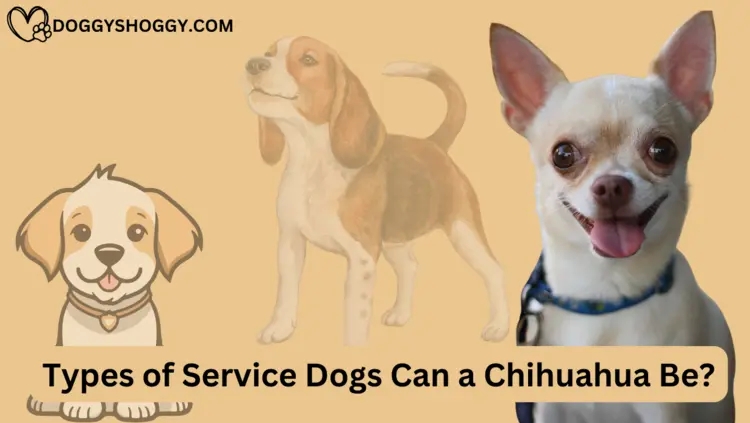 Types of Service Dogs Can a Chihuahua Be
