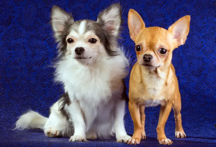 Understanding How to Care for a Chihuahua