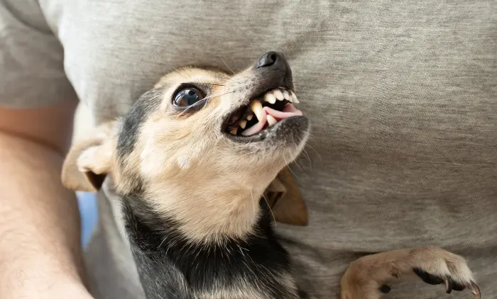 What Kind of Teeth Do Chihuahuas Have