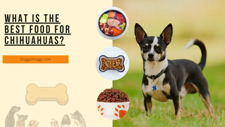 What is the Best Food for Chihuahua?