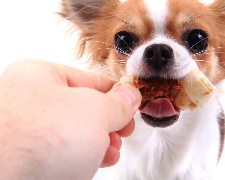 What is the Best Food for Chihuahua