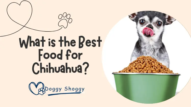 What is the Best Food for Chihuahua