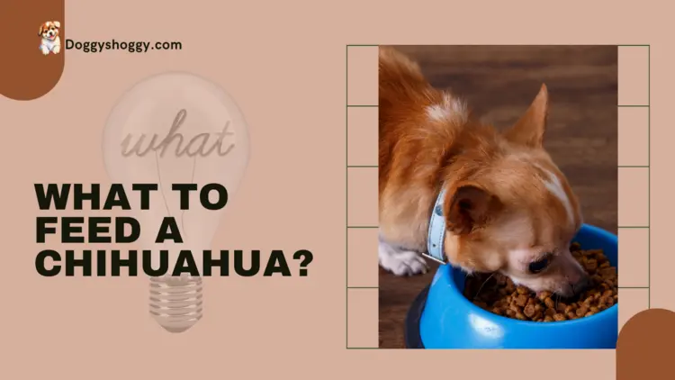 What to Feed a Chihuahua?