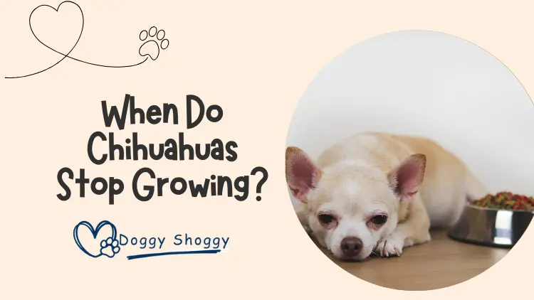 When Do Chihuahuas Stop Growing