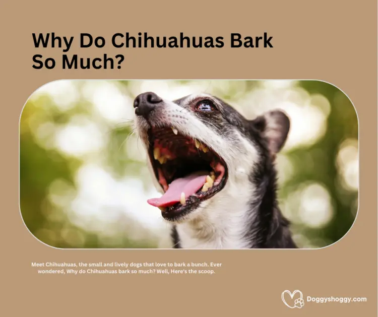 Why Do Chihuahua Bark So Much?