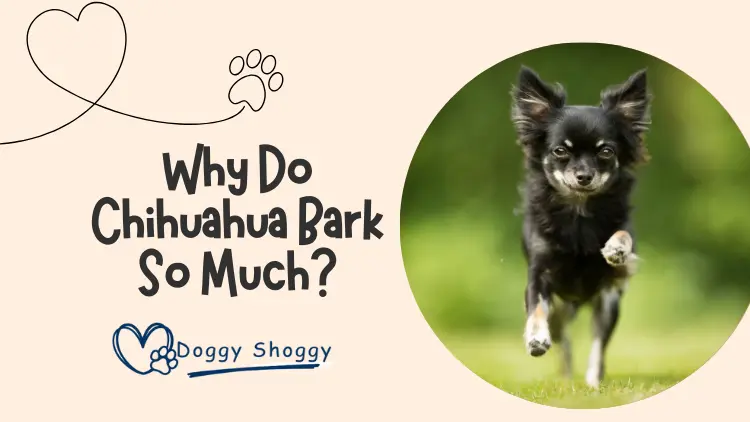 Why Do Chihuahua Bark So Much