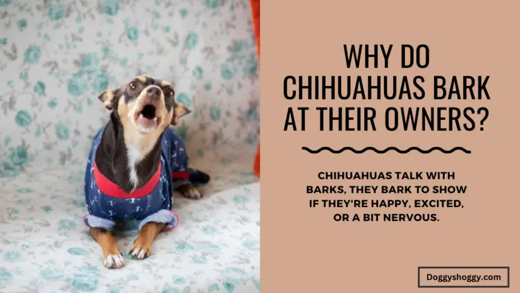 Why Do Chihuahua Bark So Much?
