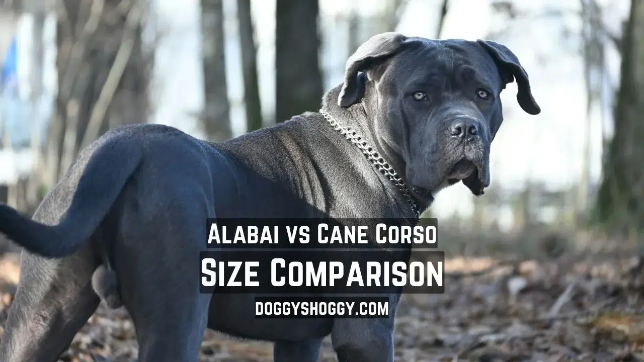 Alabai vs Cane Corso