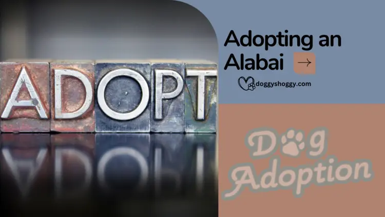 Adopting an Alabai