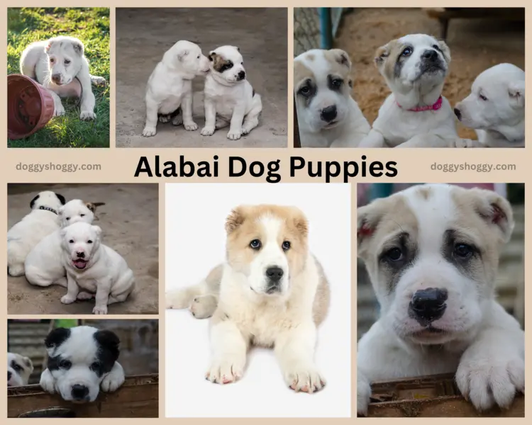 Alabai Dog Puppies