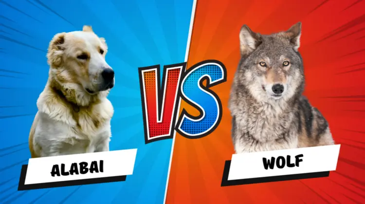 Alabai Dog vs Wolf