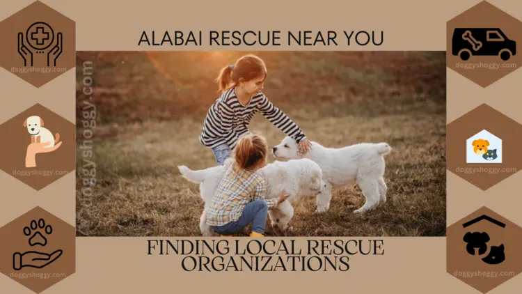 Alabai Rescue Near Me: Finding Local Rescue Organizations