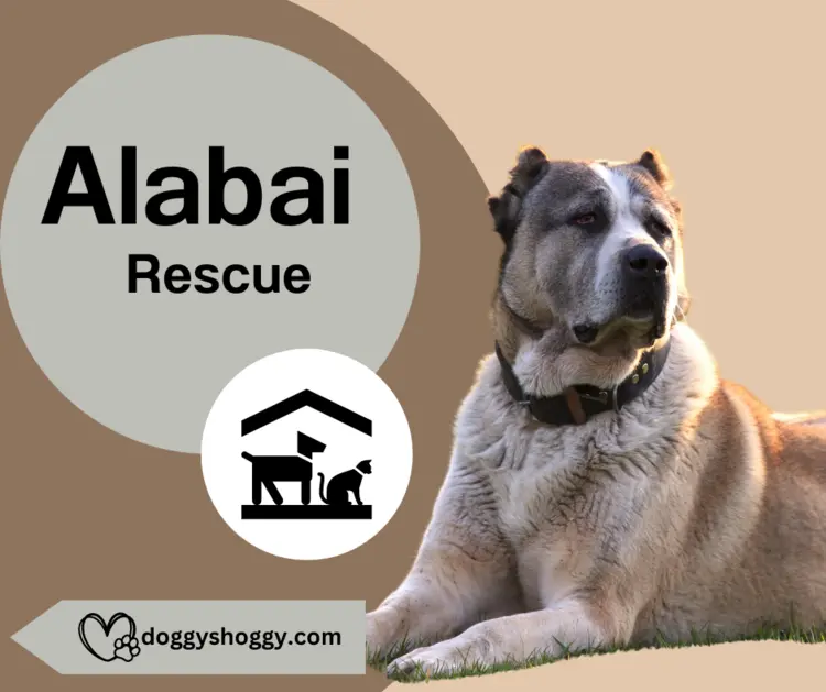 Alabai Rescue