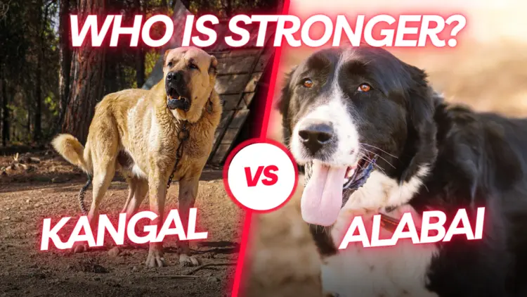 Alabai vs Kangal | Who is Stronger?