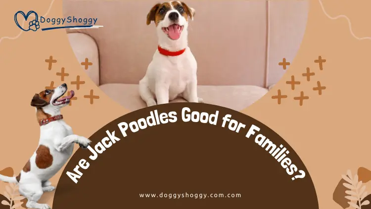 Are Jack Poodles Good for Families