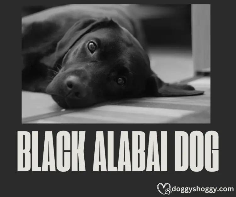 Black Alabai Dog