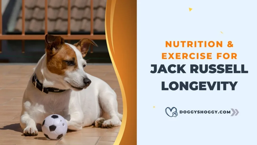 Jack Russell Terrier Lifespan