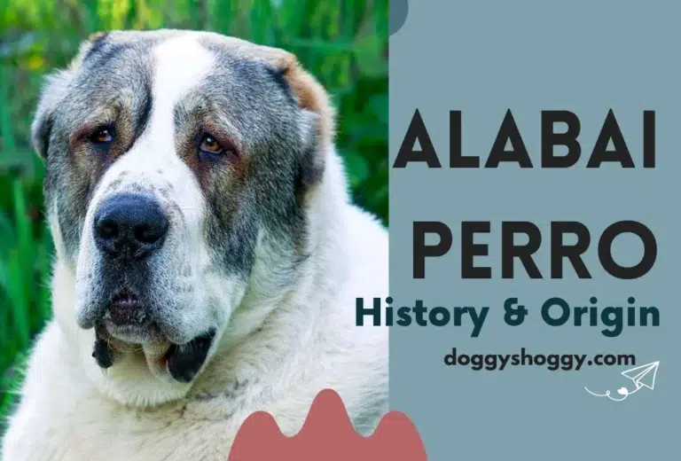 Alabai Perro | Origin and History