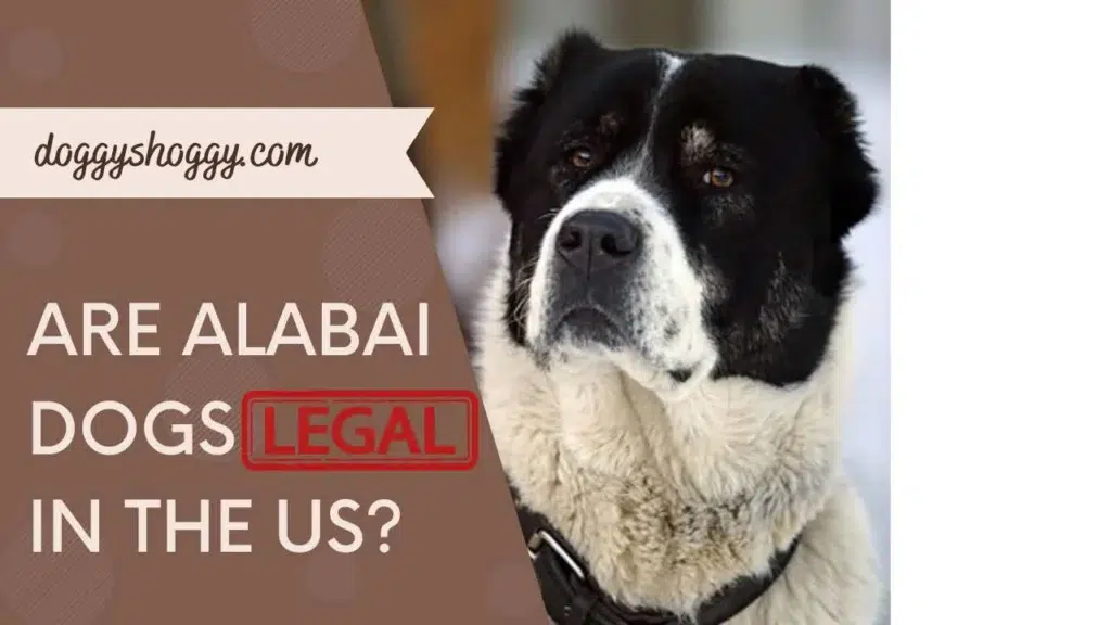 Are Alabai Dogs Legal In The US