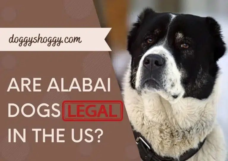 Are Alabai Dogs Legal In The US?