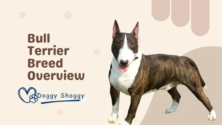 Bull Terrier Breed Overview