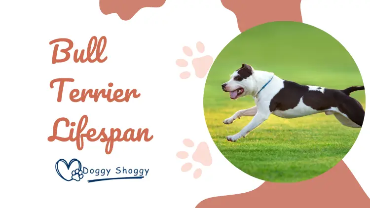 Bull Terrier Lifespan