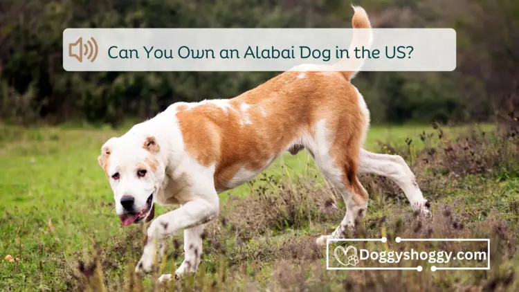 Can You Own an Alabai Dog in the US
